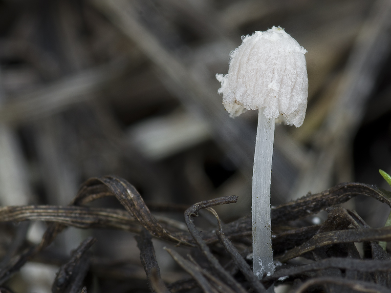 Coprinopsis urticicola